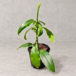帝王紅花毬蘭｜商品原相背景重製