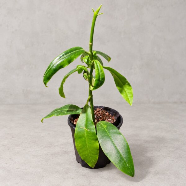 Hoya imperialis ssp. red