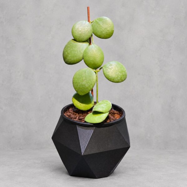 Hoya Kastbergii