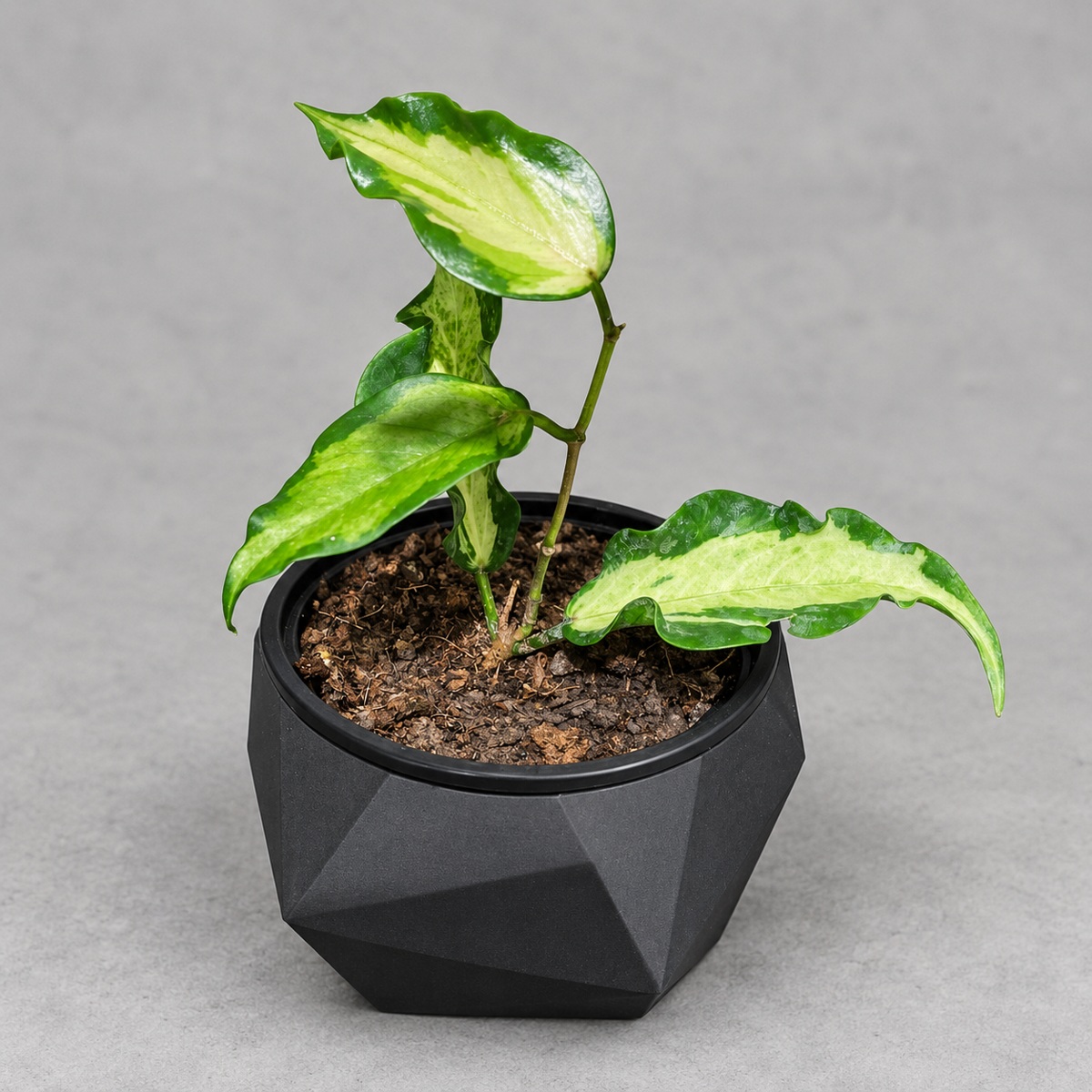 plantjai-hoya-kenejiana-variegata-cover-renewal-20261005 肯尼內錦毬蘭|商品原相背景重製
