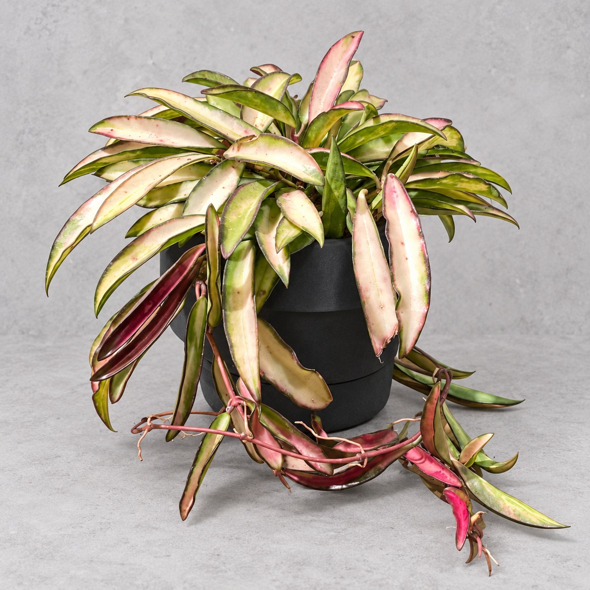 plantjai-hoya-kentiana-variegated-cover-renewal-20261005 冰糖內錦毬蘭|商品原相背景重製