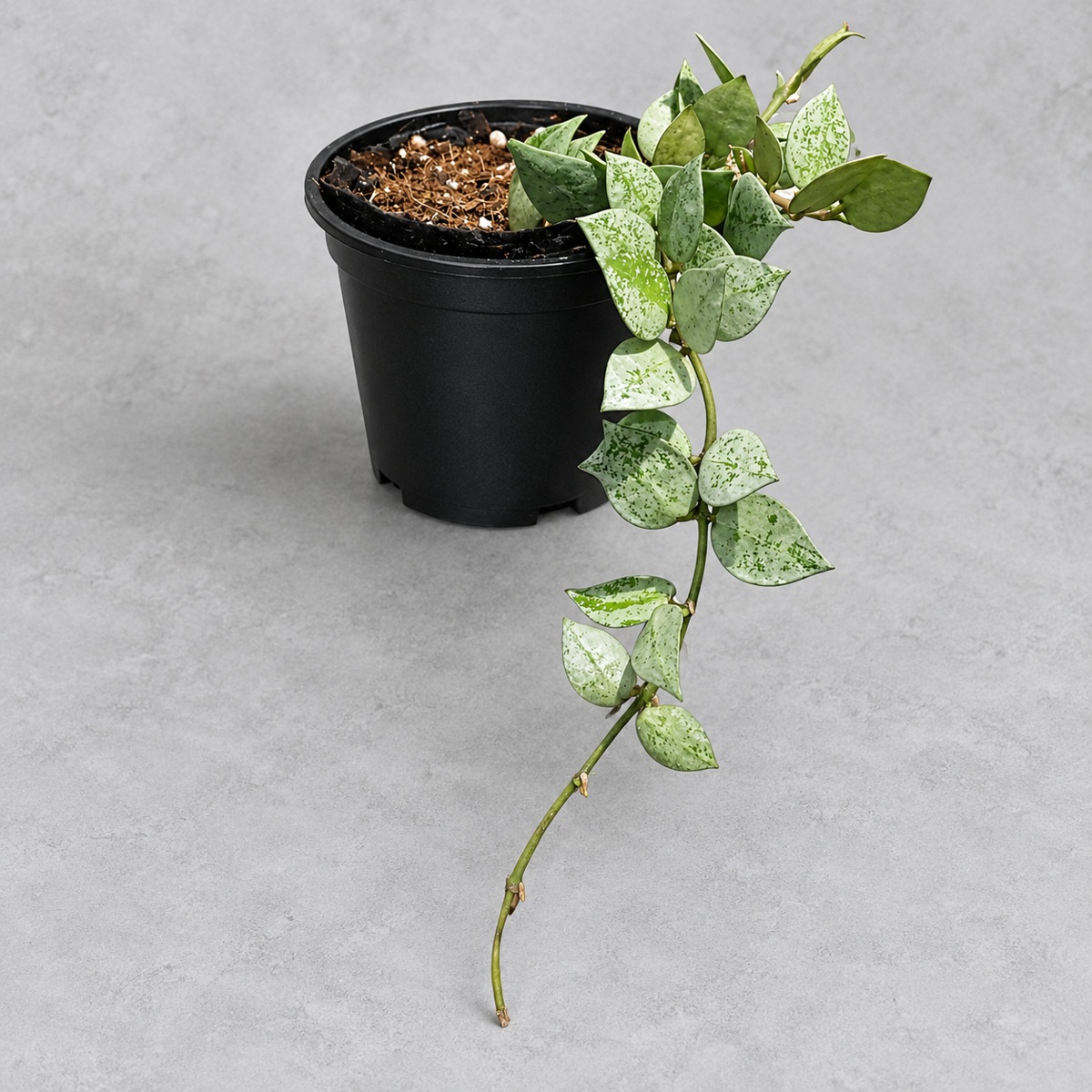 plantjai-hoya-krohniana-eskimo-super-silver-cover-renewal-20261005 裂瓣愛斯基摩毬蘭|商品原相背景重製