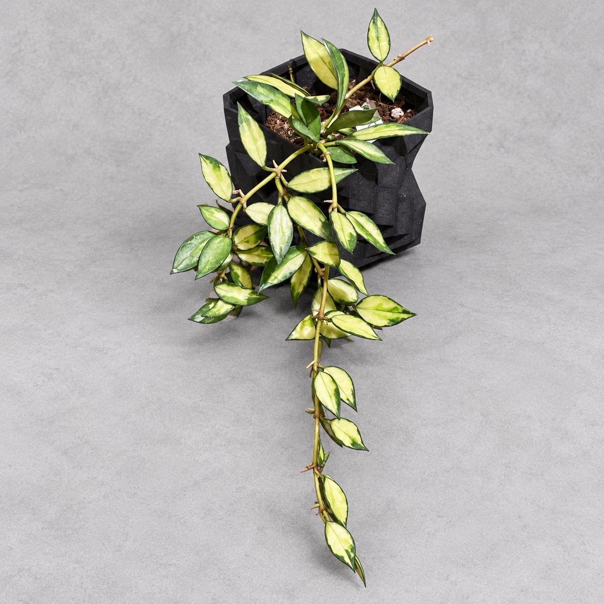 plantjai-hoya-lacunosa-var-lacunosa-cover-renewal-20261005 天涯毬蘭|商品原相背景重製