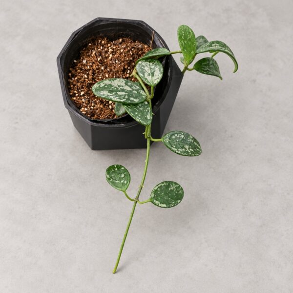 Hoya Lima