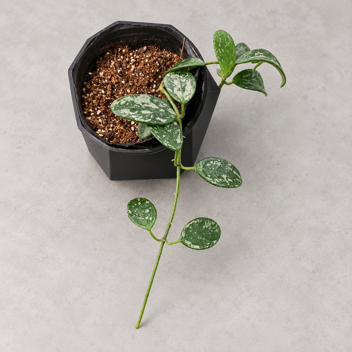 plantjai-hoya-lima-cover-renewal-20261005 利馬毬蘭|商品原相背景重製
