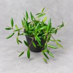 洛黑毬蘭｜植物原圖背景重製