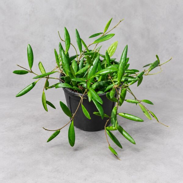 Hoya Loheri