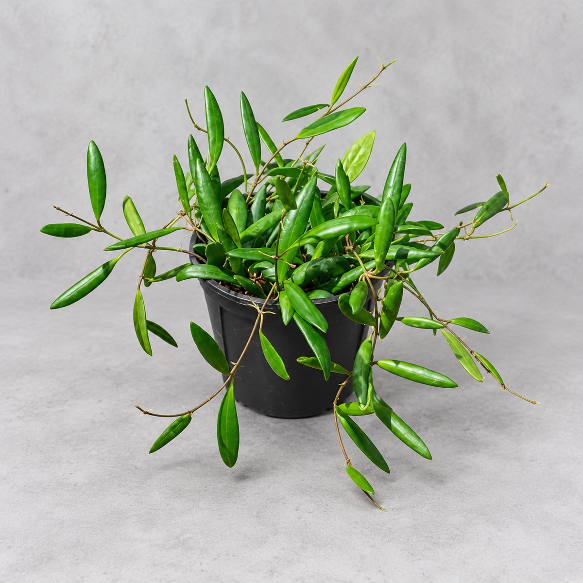 plantjai-hoya-loheri-cover-repair-20261005 洛黑毬蘭|植物原圖背景重製