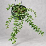 長萼毬蘭｜植物原圖背景重製