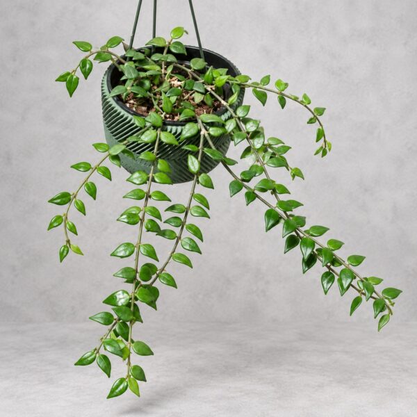 Hoya Longicalyx