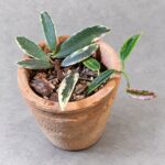 香花奇錦毬蘭｜商品原相背景重製
