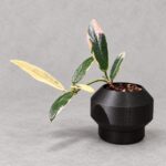 香花奇錦毬蘭｜商品原相背景重製
