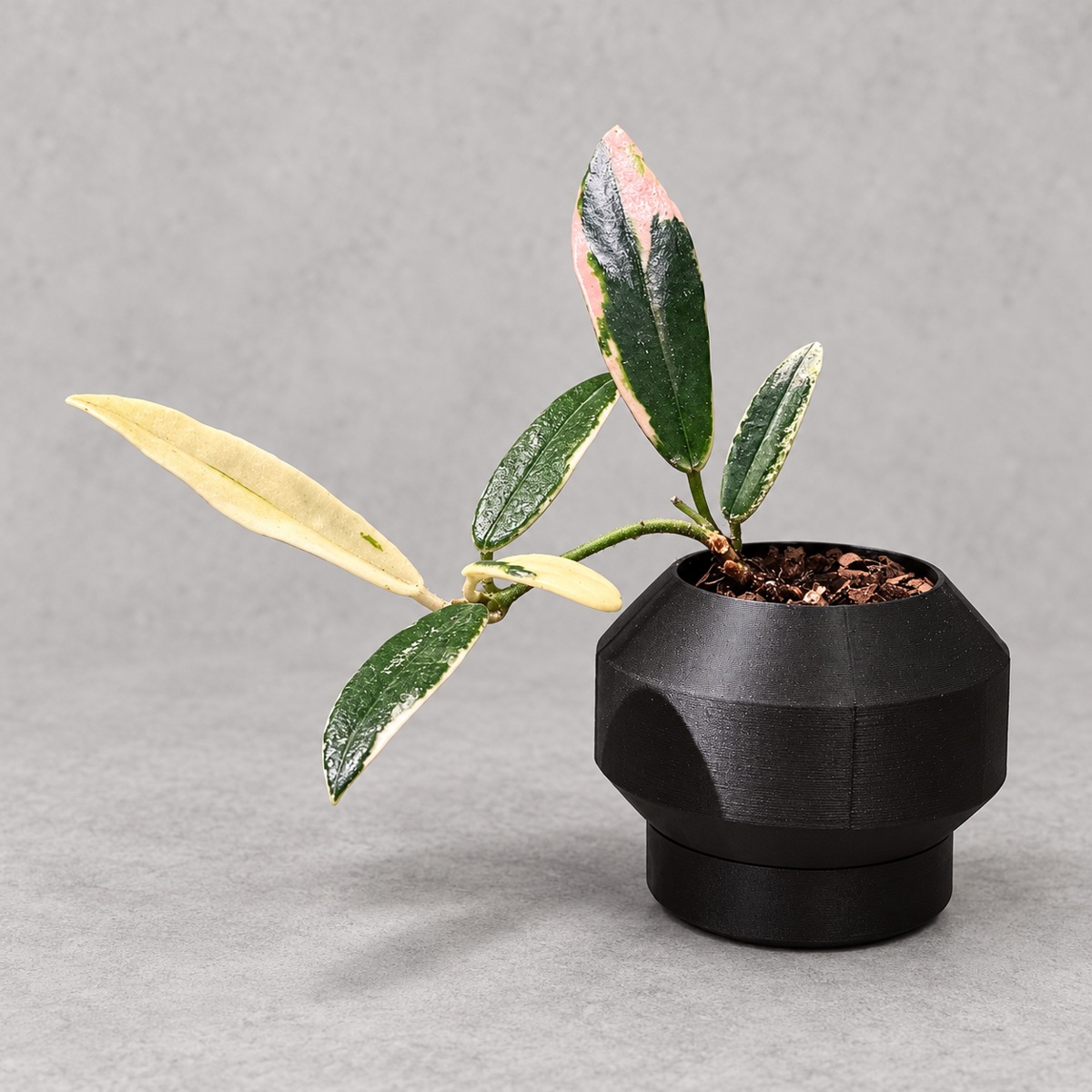 plantjai-hoya-lyi-prism-cover-renewal-20261005 香花奇錦毬蘭|商品原相背景重製