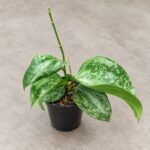 冰雪女王毬蘭｜商品原相背景重製