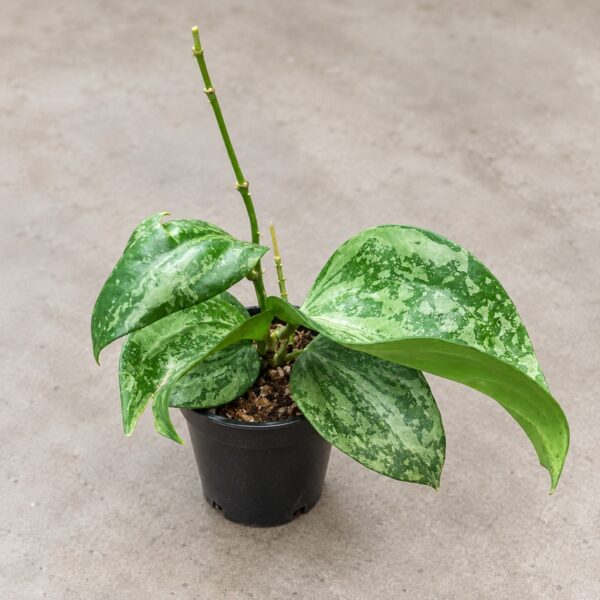 Hoya Macrophylla Splash
