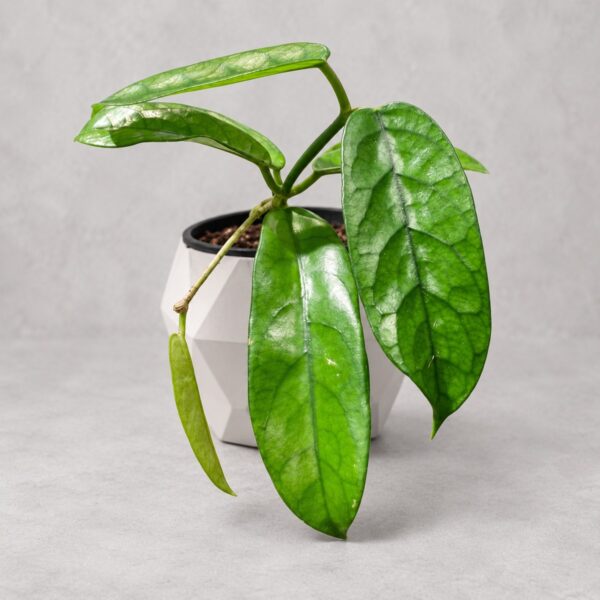 Hoya Motoensis