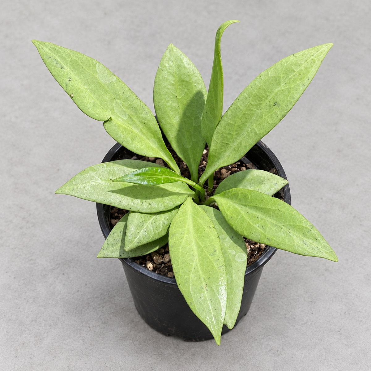 plantjai-hoya-nicholsoniae-new-guinea-ghost-2-cover-renewal-20261005 新幾內亞鬼毬蘭|商品原相背景重製
