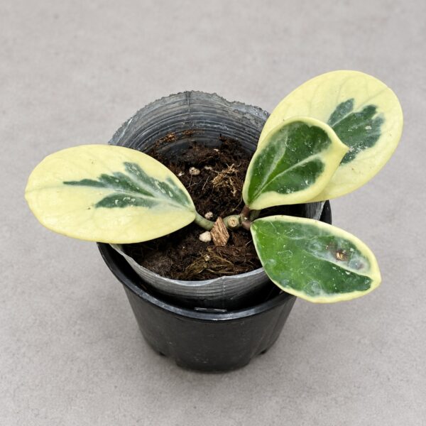 Hoya Obovata Albomarginata