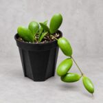 小豆瓣毬蘭｜植物原圖背景重製