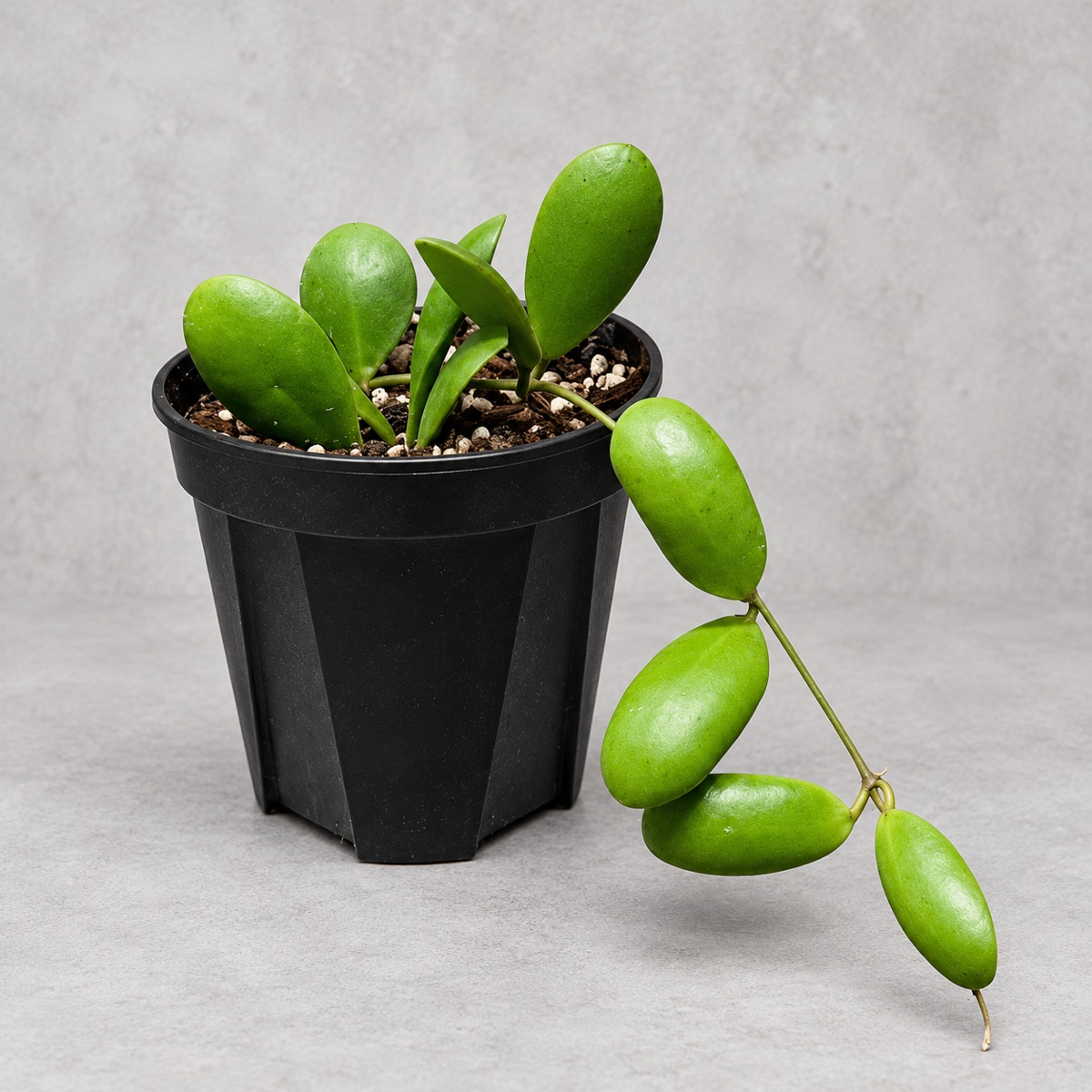 plantjai-hoya-pallilimba-cover-repair-20261005 小豆瓣毬蘭|植物原圖背景重製