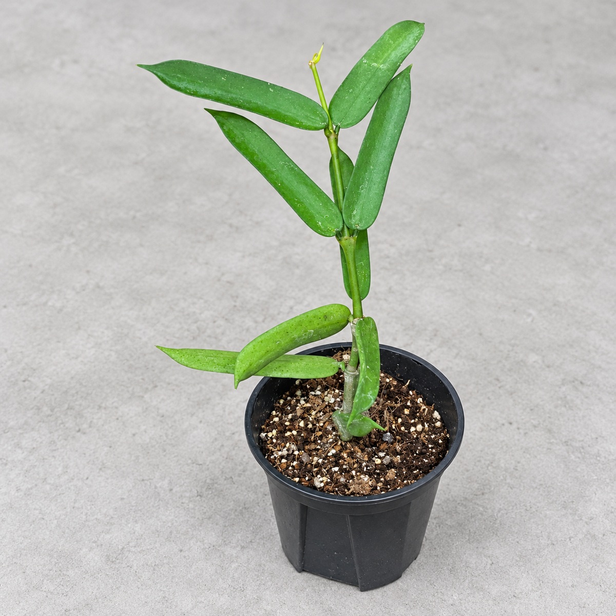 plantjai-hoya-pandurata-cover-renewal-20261005 琴葉毬蘭|商品原相背景重製