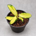 寄生內錦毬蘭｜植物原圖背景重製