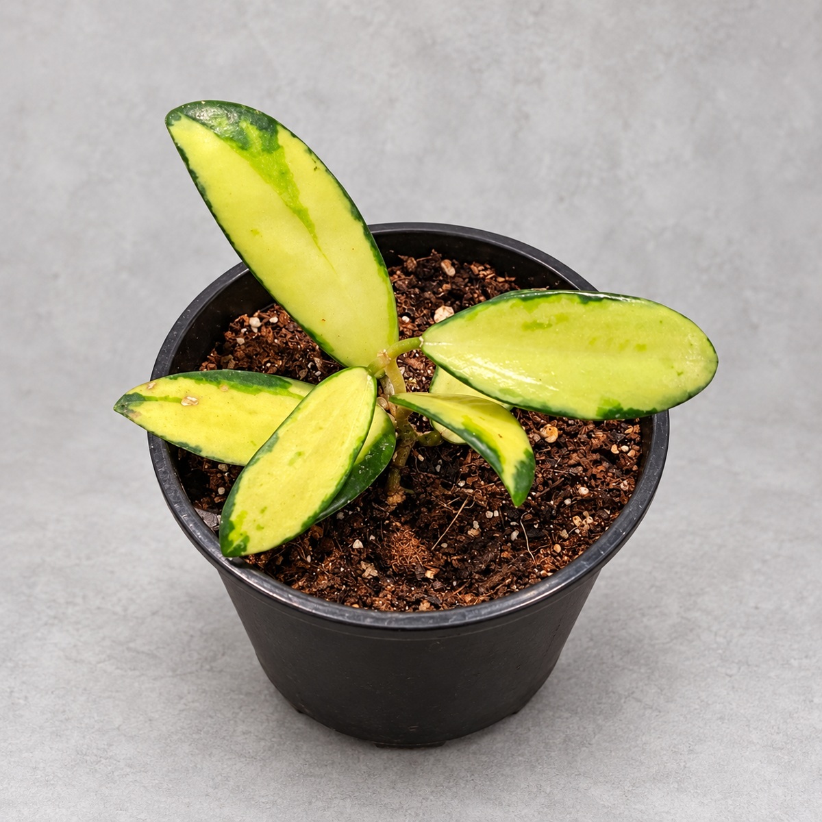 plantjai-hoya-parasitica-variegata-cover-repair-20261005 寄生內錦毬蘭|植物原圖背景重製