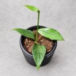 魚尾全銀斑毬蘭｜植物原圖背景重製
