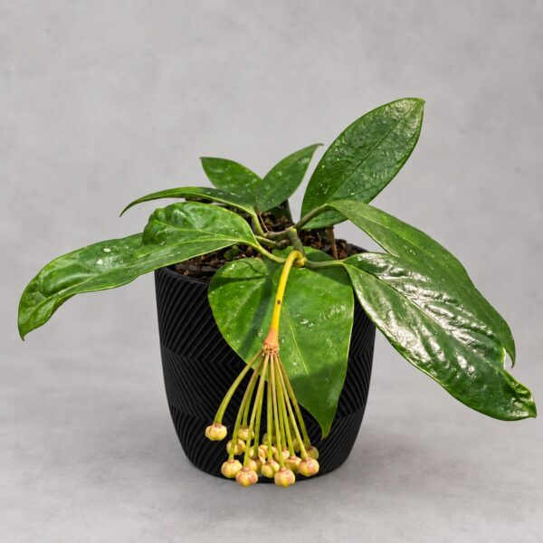 Hoya praetorii