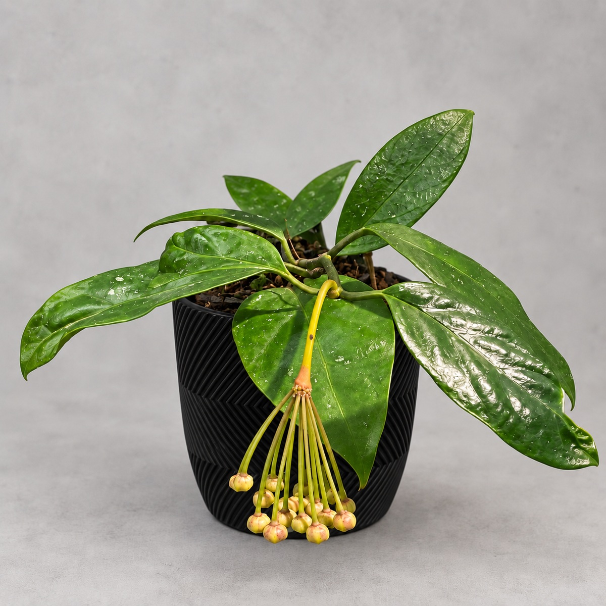 plantjai-hoya-praetorii-2-cover-renewal-20261005 猴王毬蘭|商品原相背景重製
