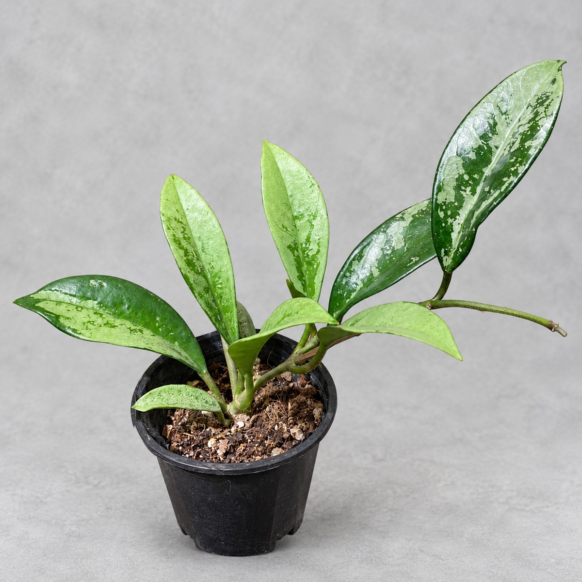 plantjai-hoya-pubicalyx-silver-moon-cover-renewal-20261005 銀月毬蘭|商品原相背景重製
