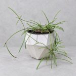 斷葉毬蘭｜植物原圖背景重製