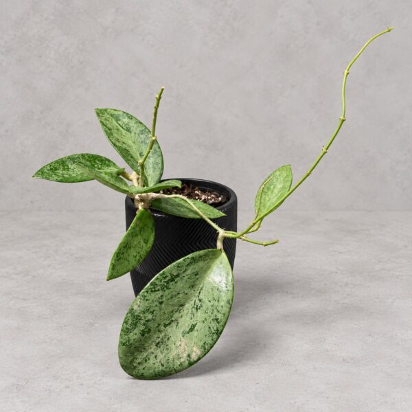 Hoya Rime Splash