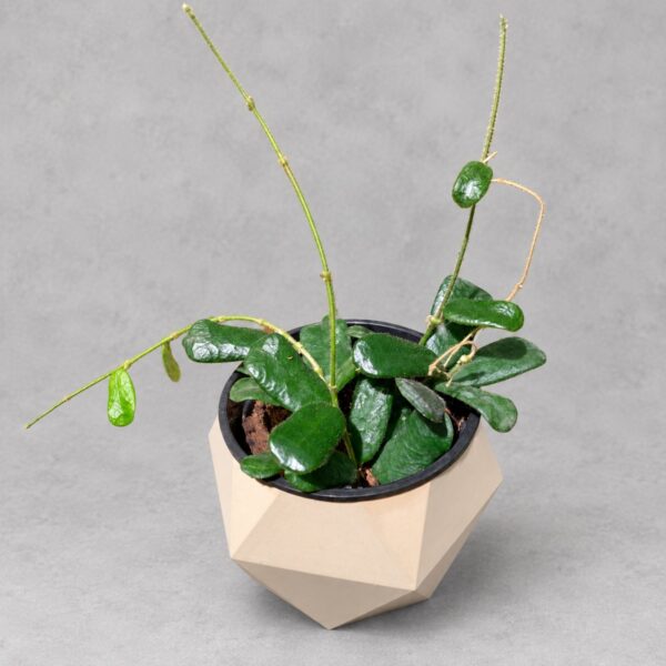 Hoya Rotundiflora