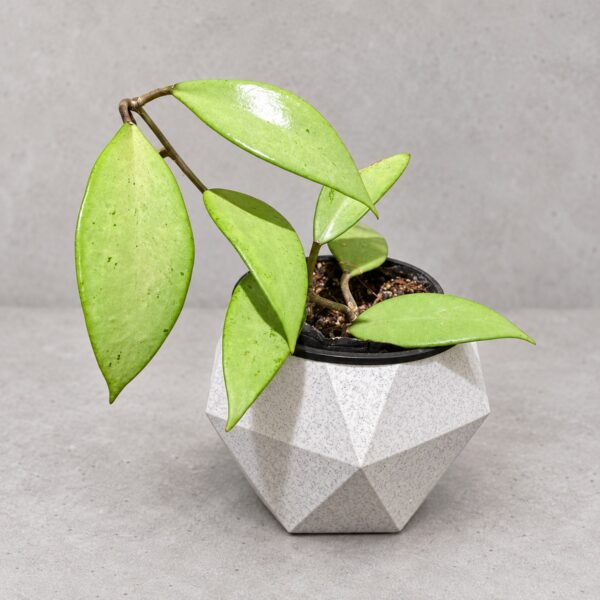 Hoya Snow Cui Silver