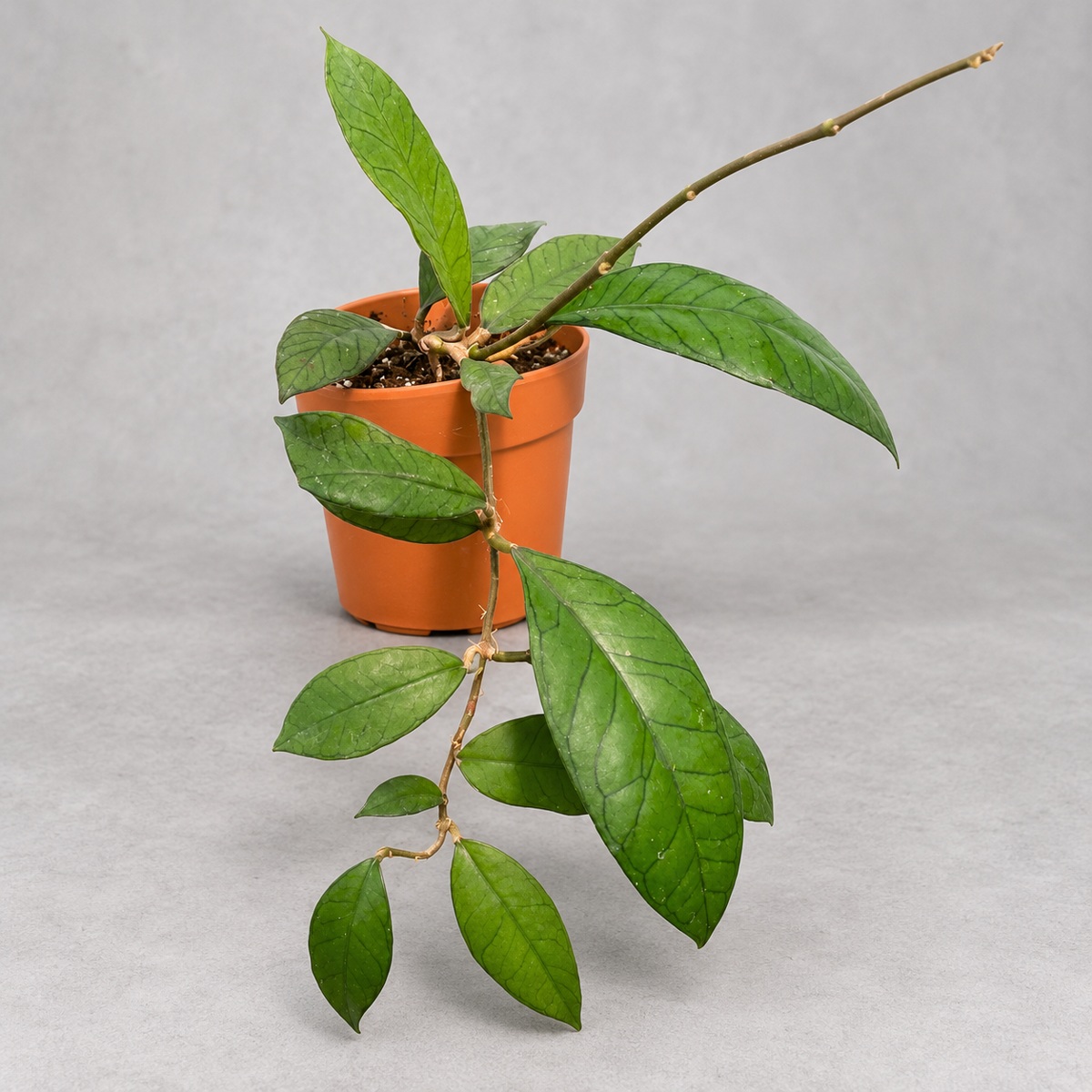 plantjai-hoya-sp-gunung-gading-cover-repair-20261005 加汀山毬蘭|植物原圖背景重製