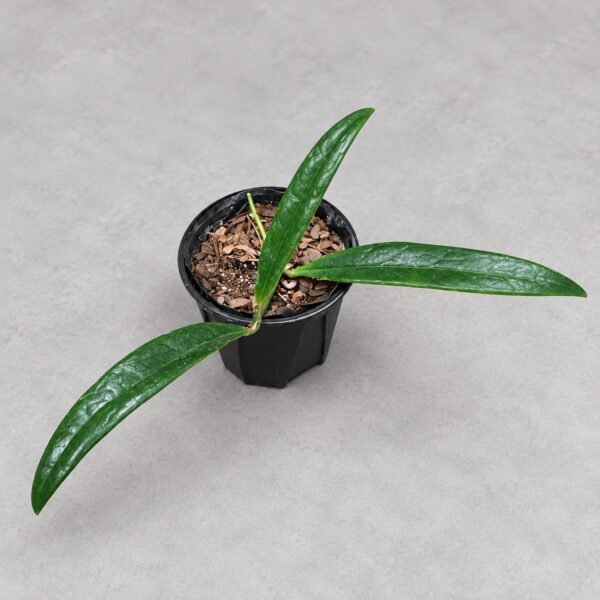 Hoya Sulawesiana