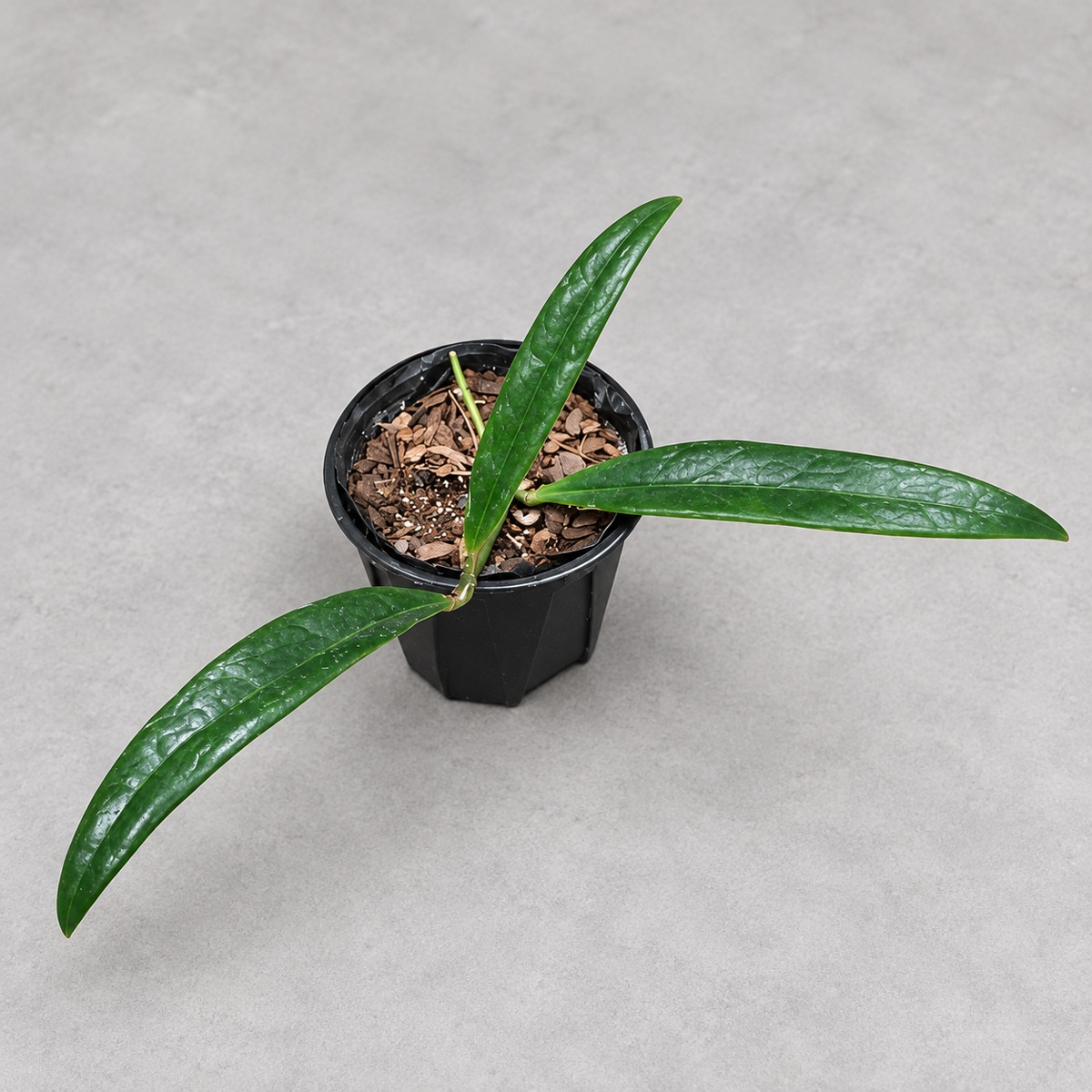 plantjai-hoya-sulawesiana-cover-renewal-20261005 蘇拉威西毬蘭|商品原相背景重製