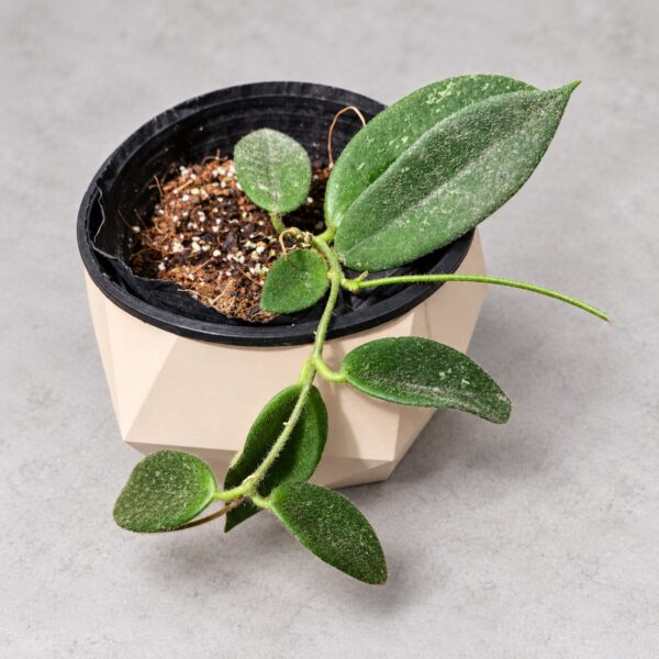 Hoya Thomsonii White Flower
