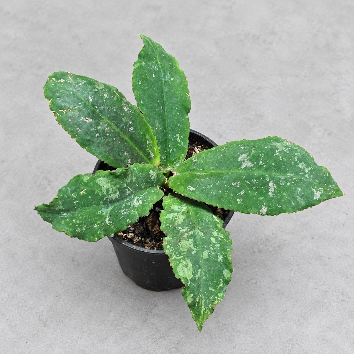plantjai-hoya-undulata-cover-renewal-20261005 波狀葉毬蘭|商品原相背景重製