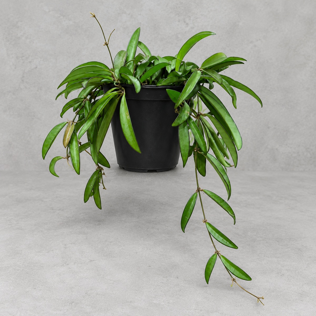 plantjai-hoya-wayetii-cover-renewal-20261005 威特毬蘭|商品原相背景重製
