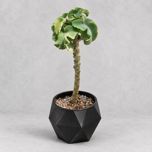 姬仙女之舞 — 植仔 Plantjai 香港觀葉植物