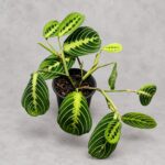白脈葉蟬竹芋｜商品原相背景重製
