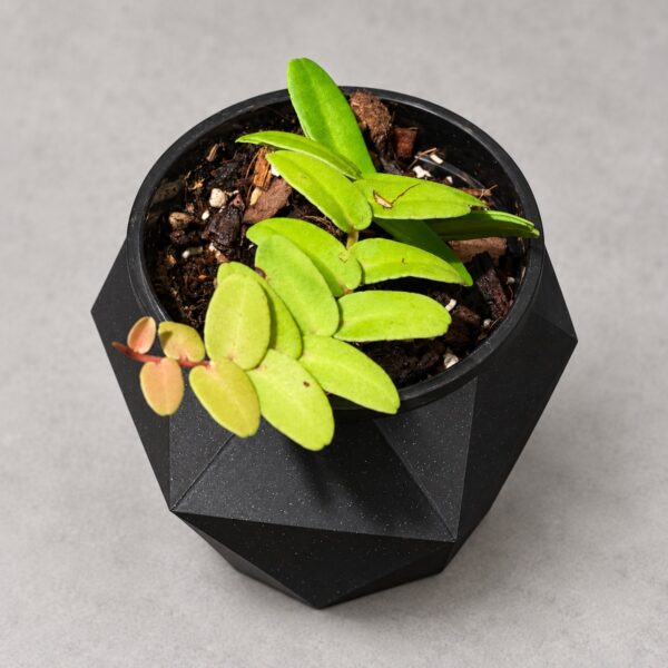 大葉蜜囊花 — 植仔 Plantjai 香港觀葉植物