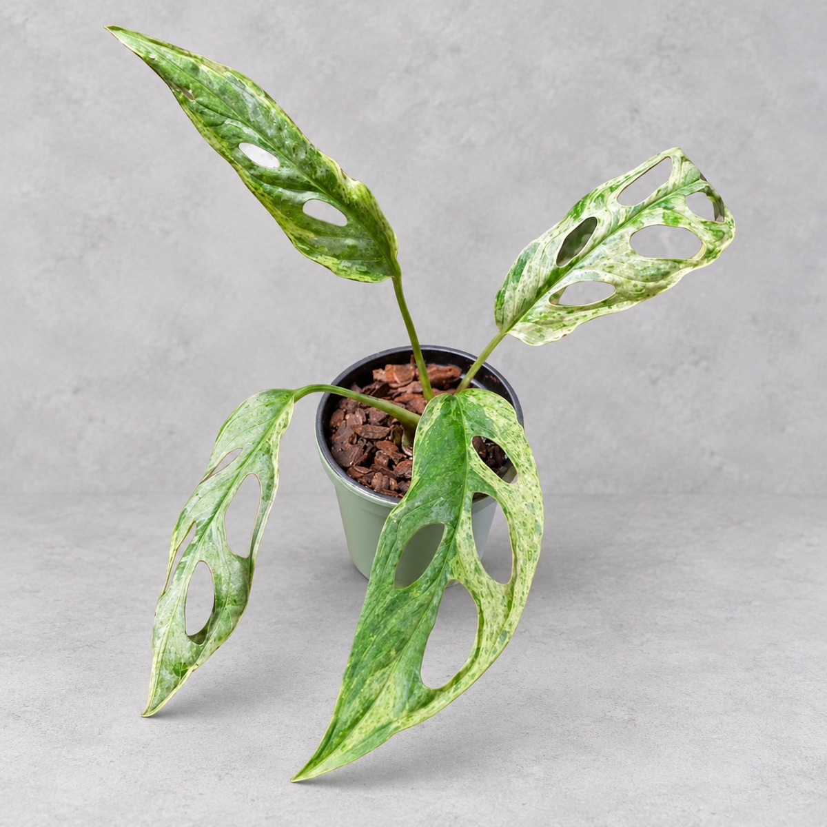 plantjai-monstera-adansonii-mint-variegated-variegata-cover-repair-20261005 薄荷仙洞錦|植物原圖背景重製