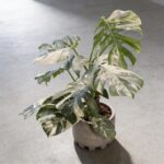 白錦龜背竹 Monstera Albo 2｜示意圖 representative image