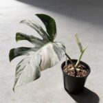 白錦龜背竹 Monstera Albo｜示意圖 representative image
