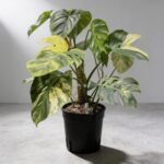 黃錦龜背竹 Monstera Aurea｜示意圖 representative image