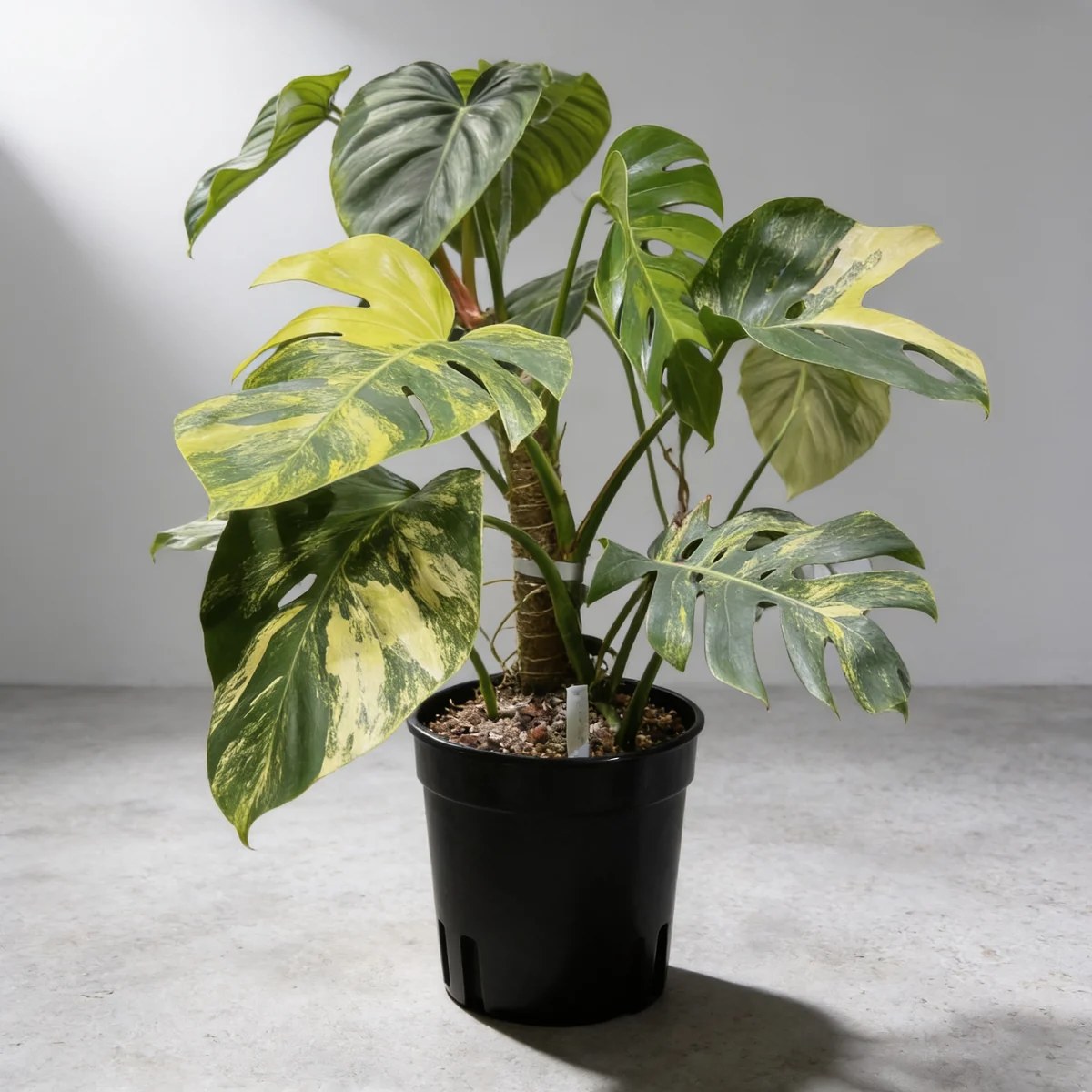 Monstera borsigiana aurea variegata 黃錦龜背竹- 植仔Plantjai
