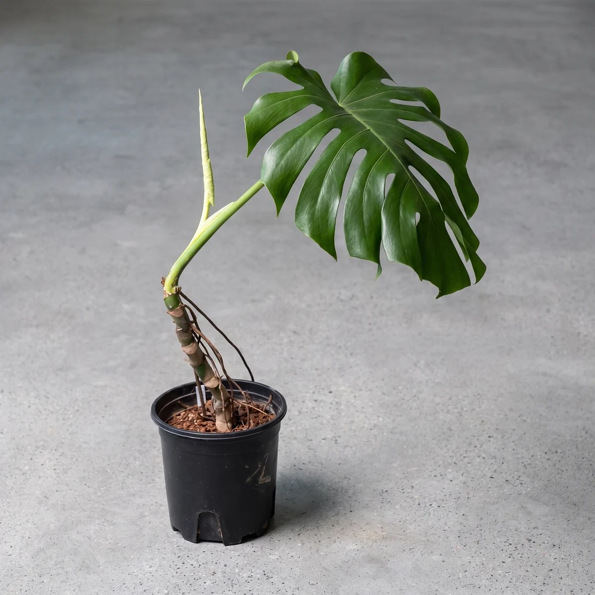 plantjai-monstera-deliciosa-2-cover-ai 龜背竹 Monstera deliciosa|示意圖 representative image